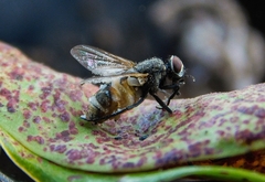 Entomophthora