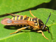 Pennisetia marginatum