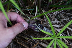 Arisaema consanguineum