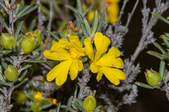 Hibbertia stowardii