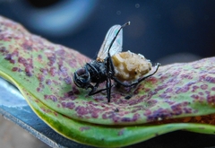 Entomophthora