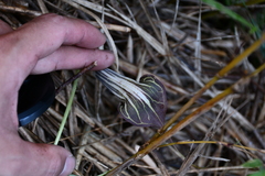 Arisaema consanguineum