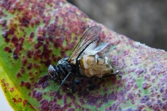 Entomophthora