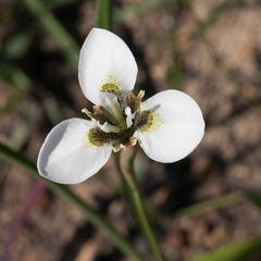 Moraea tricuspidata