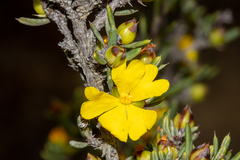 Hibbertia stowardii