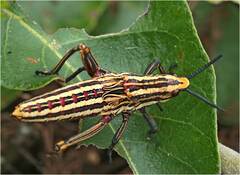 Dictyophorus griseus