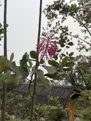 Oreocallis grandiflora