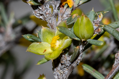 Hibbertia stowardii