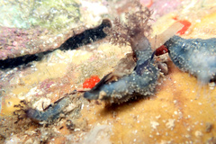 Neoamphicyclus mutans