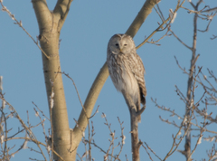 Strix uralensis
