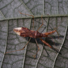 Gorpis brevilineatus