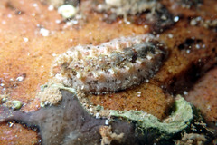 Acanthochitona kimberi