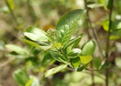 Aronia mitschurinii