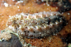 Acanthochitona kimberi