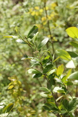 Aronia mitschurinii