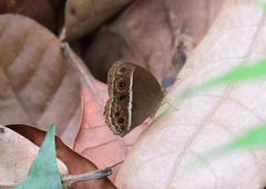 Mycalesis mineus