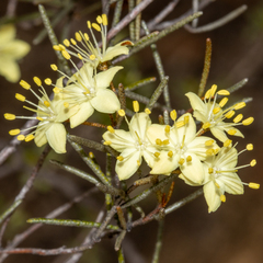 Phebalium filifolium