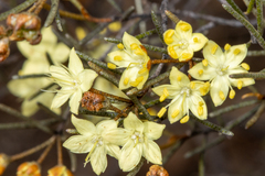 Phebalium filifolium