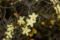 Phebalium filifolium