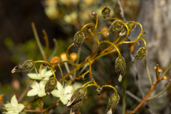 Drosera macrantha