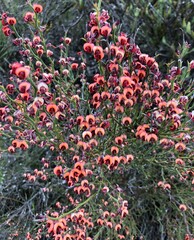 Daviesia brevifolia