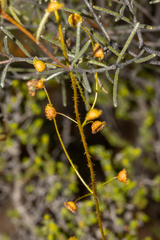 Drosera macrantha