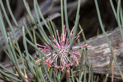 Isopogon scabriusculus