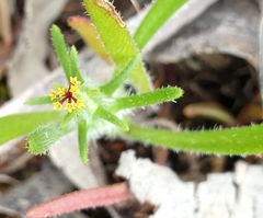 Podotheca angustifolia