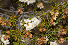 Phebalium tuberculosum