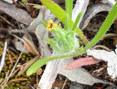 Podotheca angustifolia