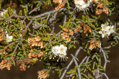 Phebalium tuberculosum