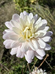 Dahlia pinnata