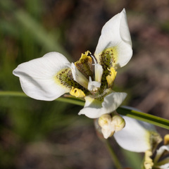 Moraea tricuspidata