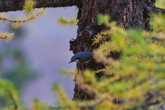 Sitta europaea asiatica