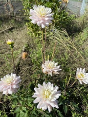 Dahlia pinnata