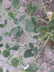 Heliotropium europaeum