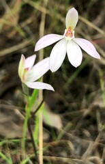 Caladenia fuscata