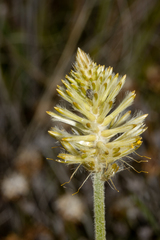 Ptilotus polystachyus