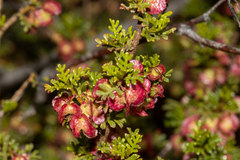 Dodonaea adenophora