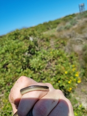 Lycodonomorphus rufulus