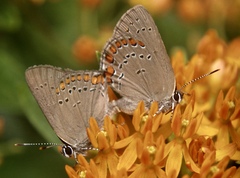 Satyrium titus