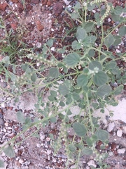 Heliotropium europaeum