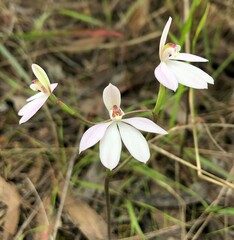 Caladenia fuscata