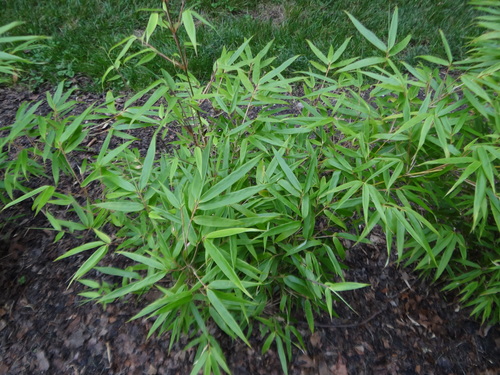 Dragon's Head Bamboo (Fargesia dracocephala)