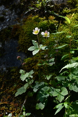 Eriocapitella vitifolia