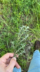 Podalyria myrtillifolia