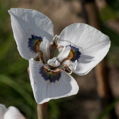 Moraea villosa