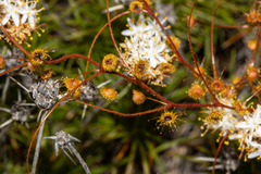 Drosera subhirtella