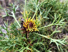 Isopogon ceratophyllus