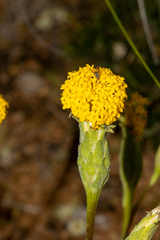 Podotheca gnaphalioides